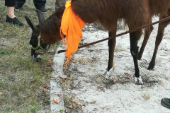 Alpakoterapia 22.10.2018